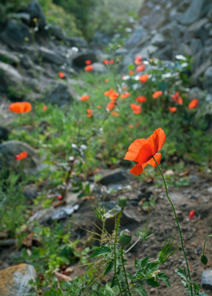 Red poppies on a mountain trail